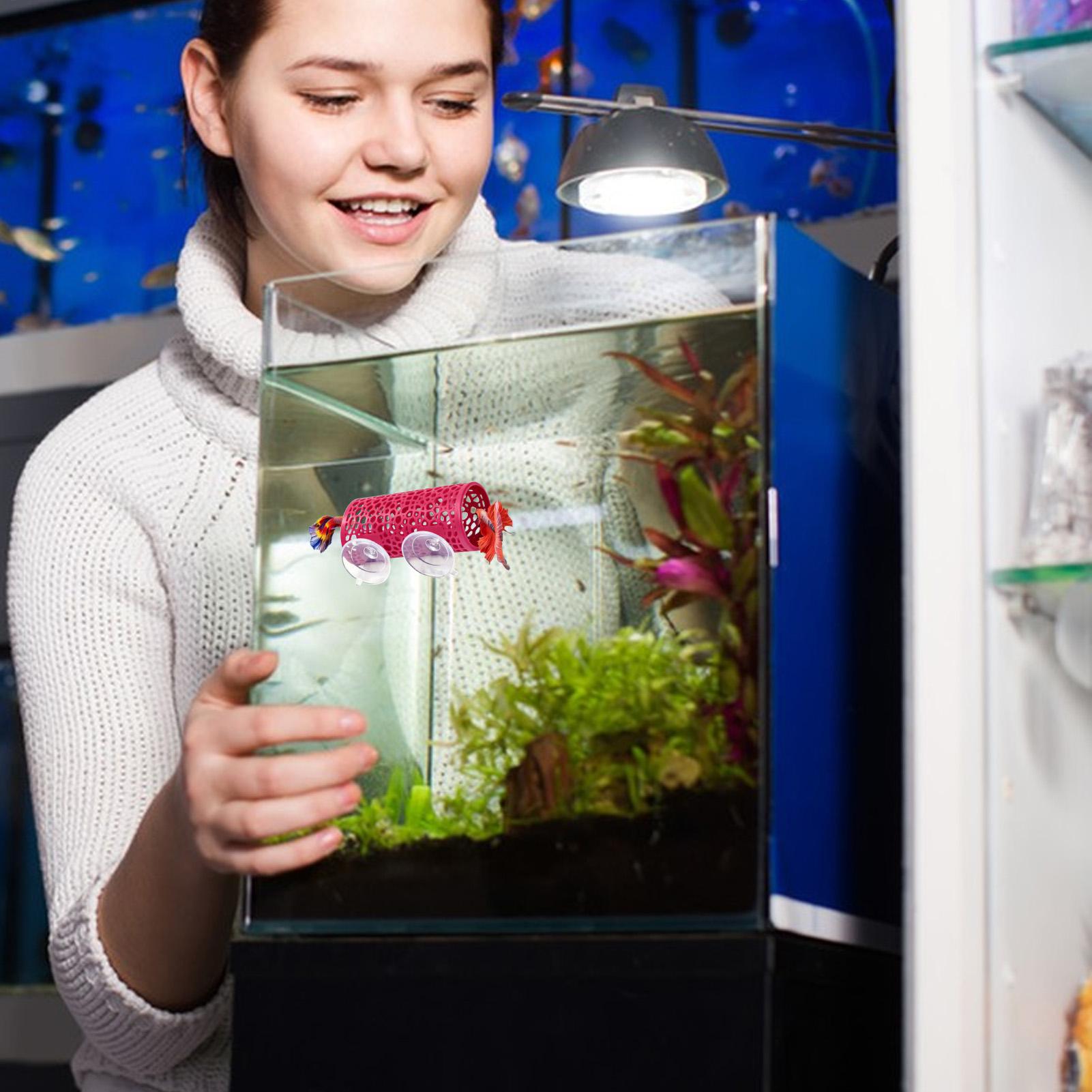 مأوى استراحة لأسماك البيتا، زي - مراجعة Aquarium Fish Betta وسعره