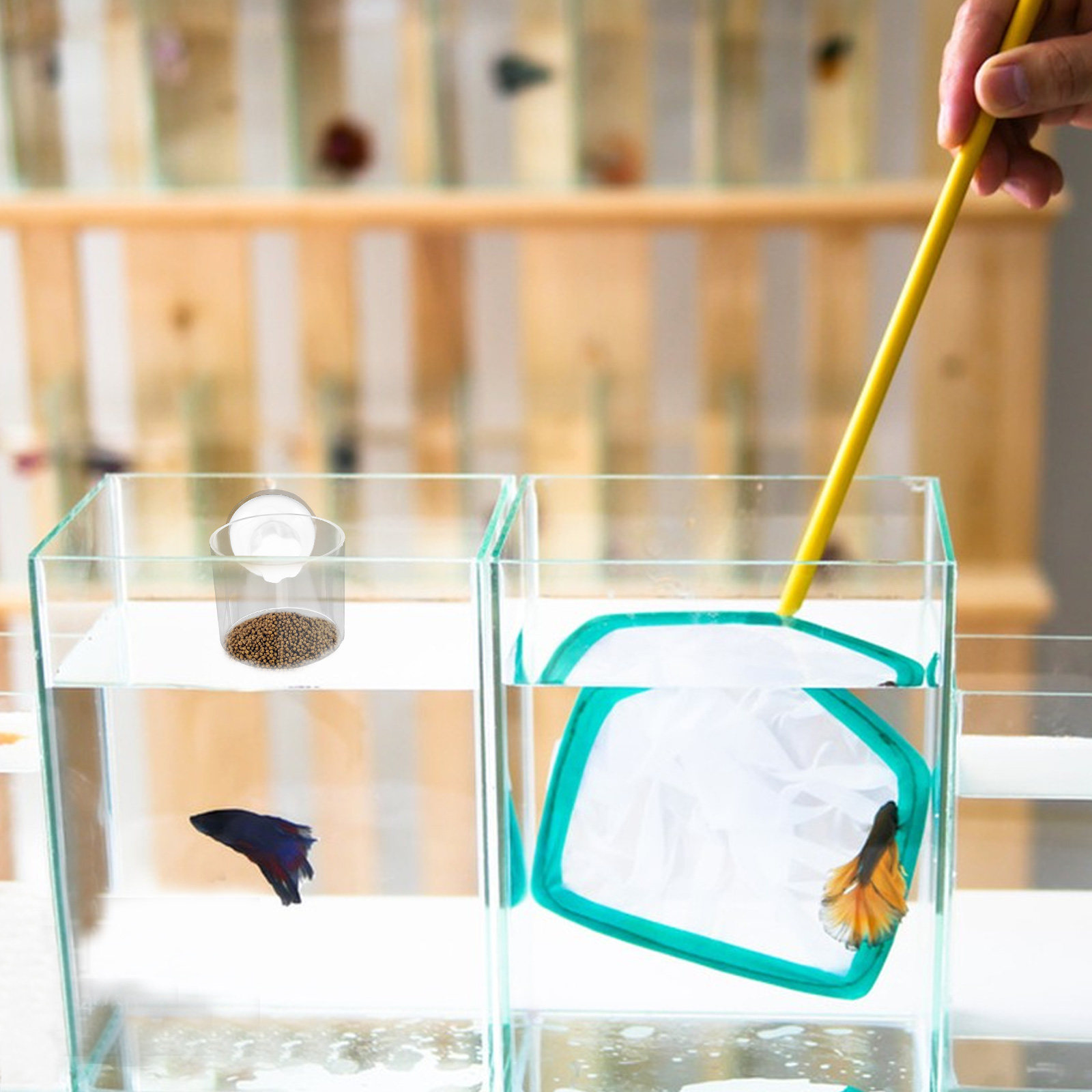 حلقتا تغذية للأسماك في حوض الس - مراجعة Aquarium Fish Keeping وسعره