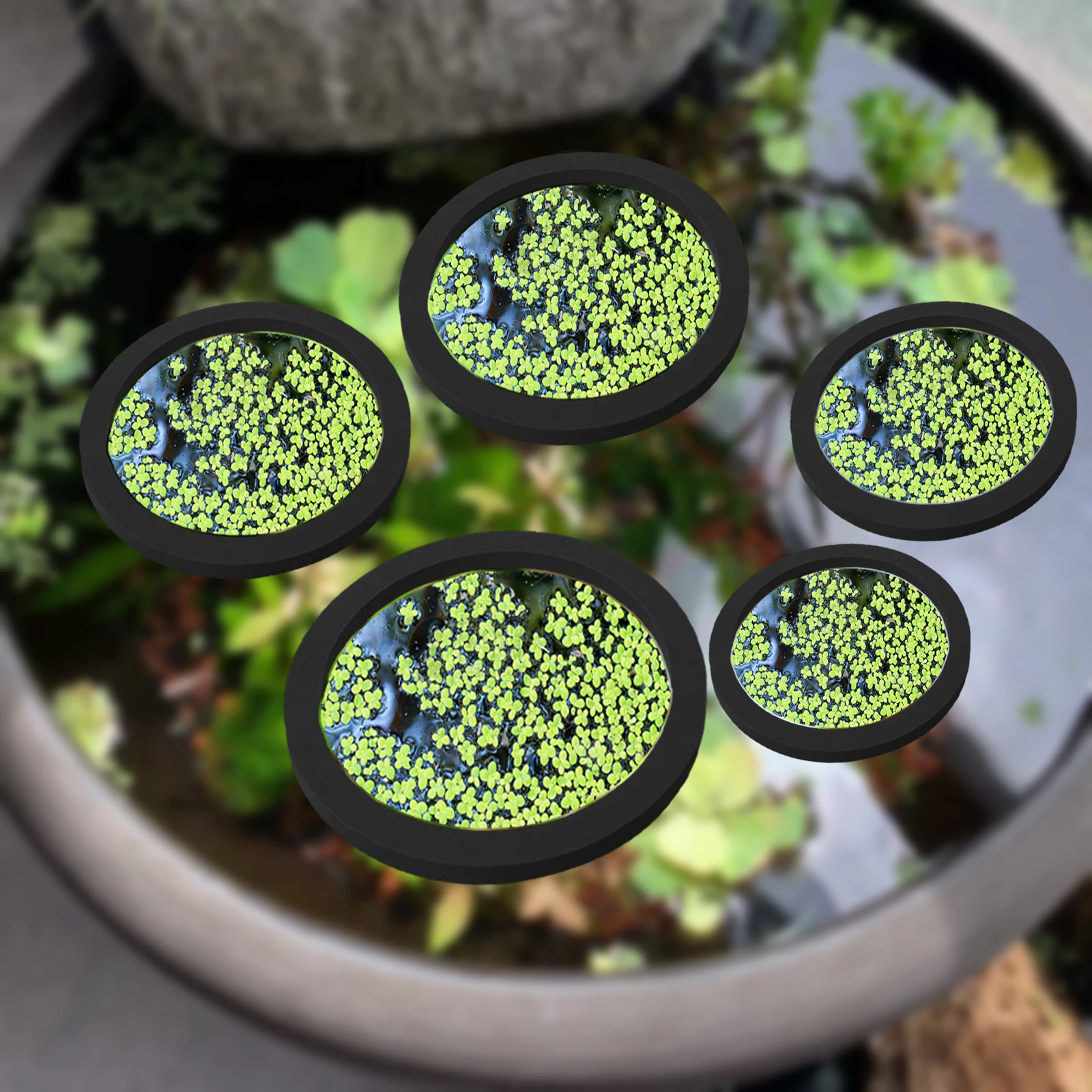 5 قطعة إيفا الأسماك تغذية حلقة - مراجعة Aquarium Plants وسعره